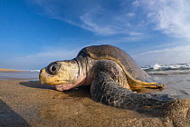 Female Olive ridley turtle (Lepidochelys olivacea) coming ashore to nest.  Playa Escobilla Sanctuary, Oaxaca, Mexico. Pacific Ocean.