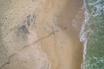 Aerial view of last female Olive ridley turtle (Lepidochelys olivacea) departing beach after nesting at end of massive  arribada.   Playa Escobilla Sanctuary, Oaxaca, Mexico. Pacific Ocean.