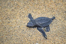 Olive ridley turtle (Lepidochelys olivacea) hatchling making its way to ocean.  Playa Escobilla Sanctuary, Oaxaca, Mexico.