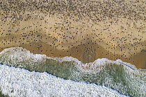 Aerial view of massive arribada of Olive ridley turtle (Lepidochelys olivacea), with over 300,000 females coming ashore to nest on 3 km of 15 km beach over period of three days and nights.  Playa Esc...