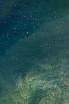 Aerial view of thousands of female Olive ridley turtles (Lepidochelys olivacea) swimming towards beach during massive arribada, with over 300,000 females coming ashore to nest on 3 km of 15 km beach o...