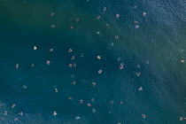 Aerial view of thousands of female Olive ridley turtles (Lepidochelys olivacea)swimming in sea towards beach during massive  arribada, with over 300,000 females coming ashore to nest on 3 km of 15 km...