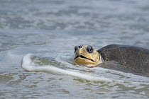 Female Olive ridley turtle (Lepidochelys olivacea) approaching beach to nest. Playa Escobilla Sanctuary, Oaxaca, Mexico. Pacific Ocean.