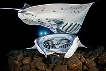 Reef manta rays (Mobula alfredi) feed over baskets of lights used to attract plankton at night, Kona Coast, Big Island, Hawaii, Pacific Ocean.