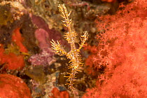 Ornate ghost pipefish (Solenostomus paradoxus) juvenile with two Brittlestars (Ophiuroidea sp.) wrapped around it, coral reef, Philippines, Pacific Ocean.