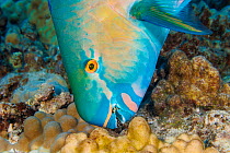Ember parrotfish (Scarus rubroviolaceus) in terminal supermale phase, feeding on algae from coral, Hawaii, Pacific Ocean.