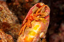 Cone shell hermit crab (Ciliopagurus strigatus) inhabiting a cone shell, Hawaii, Pacific Ocean. Crab has a specialized flat body that allows it to squeeze into the narrow opening of the shell.