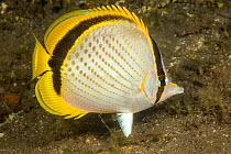 Yellow-dotted butterflyfish (Chaetodon selene) swimming over algae, Philippines, Pacific Ocean.