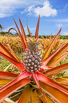 Red pineapple (Ananas bracteatus) with fruit, Maui, Hawaii, USA.