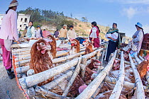 Domesticated hens (Gallus gallus domesticus) for sale in cages at the weekly  Otavalo animal market, Otavalo, Imbabura province, Ecuador, South America.
