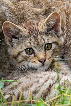 Wild cat (Felis silvestris) kitten resting, portrait, Germany. Captive.