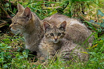 Wild cat (Felis silvestris) female and kitten resting in undergrowth, Germany. Captive.
