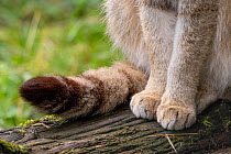 Wild cat (Felis silvestris) tail and front legs detail, Germany. Captive.