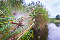 Great raft spider (Dolomedes plantarius) female guarding spiderlings in nursery web among grass along riverbank, The Netherlands.