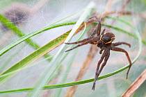 Great raft spider (Dolomedes plantarius) on its web among long grass, The Netherlands.