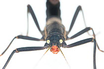 Golden eyed stick insect (Peruphasma schultei) portrait. Captive, occurs in Peru.