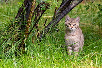 Wild cat (Felis silvestris) kitten sitting in grass, Germany. June. Captive.