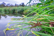 Great raft spider (Dolomedes plantarius) on its web among riverbank grass, The Netherlands.