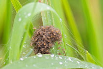 Great raft spider (Dolomedes plantarius) spiderlings on their nursery web, The Netherlands.