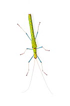 Blue-legged stick insect (Calvisia marmorata) portrait. Captive.