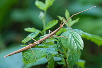 French stick insect (Clonopsis gallica) resting on a leaf, The Netherlands. May.