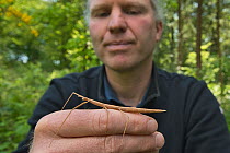 French stick insect (Clonopsis gallica) resting on the finger of Jinze Noordijk, biologist at EIS Kenniscentrum Insects, The Netherlands. May, 2021.