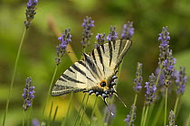 Scarce swallowtail butterfly (Iphiclides podalirius) feeding on Lavender (Lavandula sp.), Caroux Espinouse Natural Reserve, France. June.