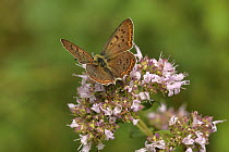 Sooty copper butterfly (Lycaena tityrus) feeding on Marjoram (Origanum sp.), Caroux Espinouse Natural Reserve, France. June.