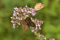 Two Sooty copper butterflies (Lycaena tityrus) feeding on Marjoram (Origanum sp.), Caroux Espinouse Natural Reserve, France. June.
