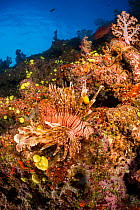Lionfish (Pterois volitans) swims among Acyonarian soft coral (Alcyonacea), Fiji, Pacific Ocean.