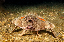 Polka-dot batfish (Ogcocephalus radiatus) resting on the seabed using modified fins, Florida, USA, Atlantic Ocean.