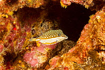Whitley's boxfish (Ostracion whitleyi) female swimming through coral reef, Hawaii, Pacific Ocean.