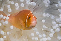 Pink anemonefish (Amphiprion perideraion) hiding in bleached Magnificent sea anemone (Heteractis magnifica) Yap, Micronesia, Pacific Ocean. Bleaching caused by increasing water temperatures.