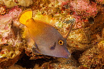 Yellowtail filefish (Pervagor aspricaudus) swimming through coral reef, Hawaii, Pacific Ocean.
