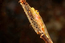 Wire coral goby (Bryaninops yongei) resting with eggs on Wire coral (Cirrhipathes), Hawaii, Pacific Ocean.
