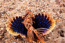 Blackfin lionfish (Parapterois heterura) swimming along the seafloor, Anilao, Philippines. The lionfish sometimes partly buries itself in sand or mud and has fan-like, non-filamentous pectoral fins as...