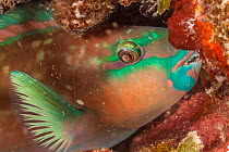 Tricolor parrotfish (Scarus tricolor) supermale sleeping at night protected by a mucus cocoon that it secretes, with parasitic copepod caught in it, Tubbataha Reef, Philippines, Pacific Ocean.