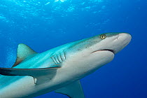 Grey reef shark (Carcharhinus amblyrhynchos) swimming, Yap, Micronesia, Pacific Ocean.