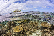 Split-shot of coral reef below water and Two Tree Island above, Kadavu Island, Fiji, Pacific Ocean. November, 2012.