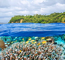 Coral reef with Threadfin anthias (Pseudanthias huchtii) shoal with Bluegreen chromis (Chromis viridis) amongst them, under shallow sea  with a coconut tree forest in background, Philippines, Pacific...