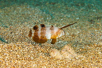 Peacock razor wrasse (Iniistius pavo) juveniles swimming along seabed, Hawaii, Pacific Ocean. It will twist and bend when swimming to imitating a drifting leaf.