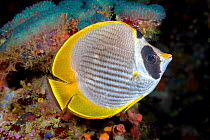 Philippine butterflyfish (Chaetodon adiergastos) swimming past coral, Philippines, Pacific Ocean.