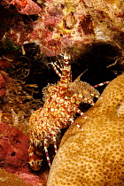 Marbled shrimp (Saron marmoratus) female resting on coral, Hawaii, Pacific Ocean.