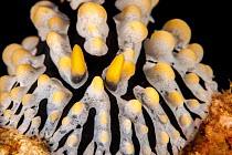 Close up of rhinophores of Scrambled egg nudibranch (Phyllidia varicosa), Hawaii, Pacific Ocean.