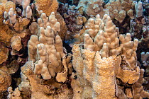 Rice coral (Montipora flabellata) attempting to outgrow finger coral (Porites compressa) on coral reef, Hawaii, Pacific Ocean.