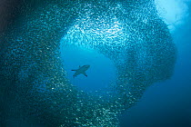 Blacktip reef shark (Carcharhinus melanopterus) swimming through baitball of sardine (Sardinops sp.) near water surface in open ocean, Moalboal, Cebu, Central Visayas, Philippines, Pacific Ocean.