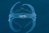 Lobate comb jelly (Ocyropsis maculata) floating through open water, Indonesia, Pacific Ocean.
