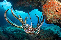 Day octopus (Octopus cyanea) swimming beneath rocky overhang, Hawaii, Pacific Ocean.