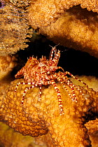 Marbled shrimp (Saron marmoratus) male resting on coral, Hawaii, Pacific Ocean.