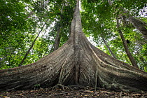 Centenary Kapok tree (Ceiba pentandra), known as Sumauma in Brazil, estimated to be aged over 400 years, in Tapajos National Forest. Jamaraqua, Para, Brazil.